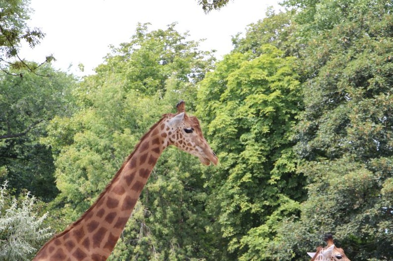 Zoo_Dresden_-_03.jpg